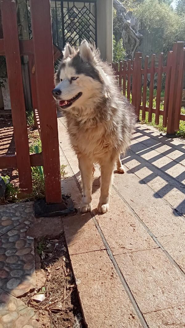 Splendida Malamute VICKY Foto 10